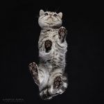 Серо-белый кот на черном фоне