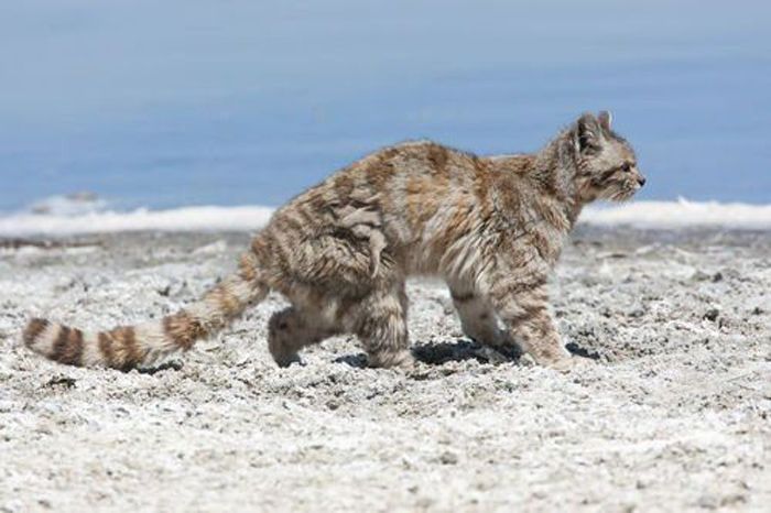 Андская кошка на песке