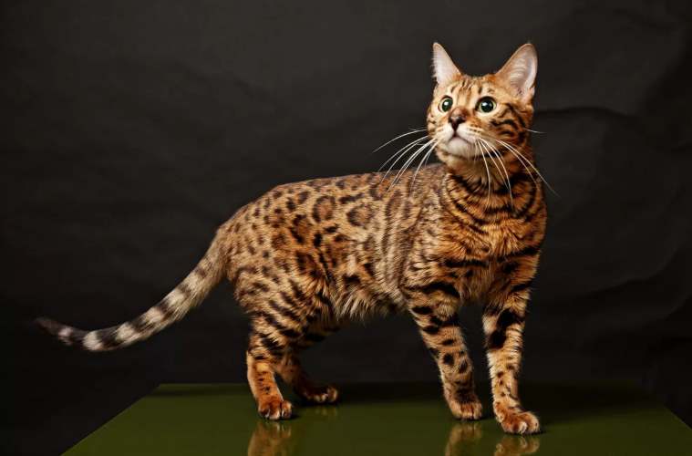 домашняя кошка леопардового окраса порода