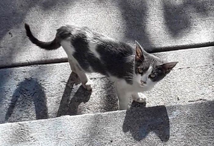 Бедная маленькая кошечка долго бродила в одиночестве по улицам, пока ее не нашел неравнодушный