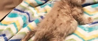 Котенок с парализованными ногами