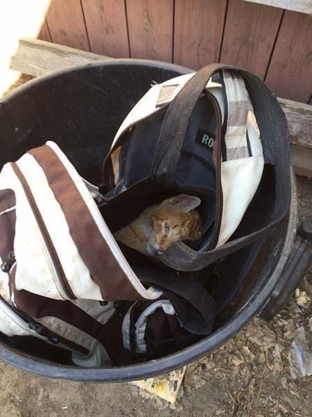 Кот, найденный в закрытом рюкзаке и его вторая жизнь