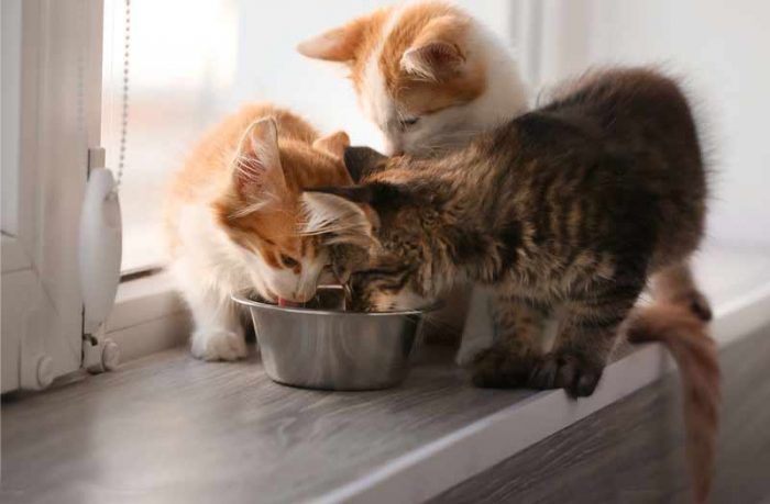 Три котенка едят