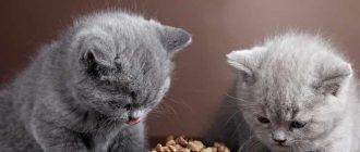 Приучение котенка к сухому корму