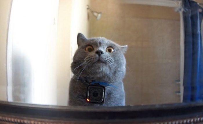 Камера на кошке