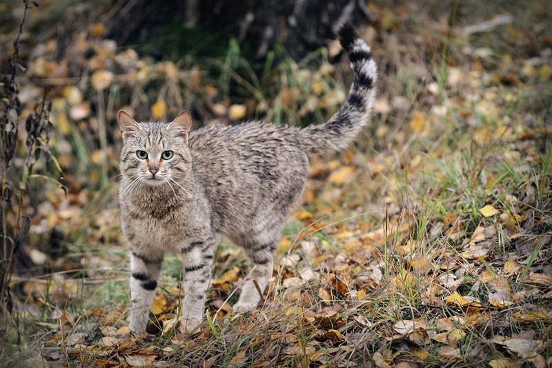 Кавказский Лесной Кот Фото