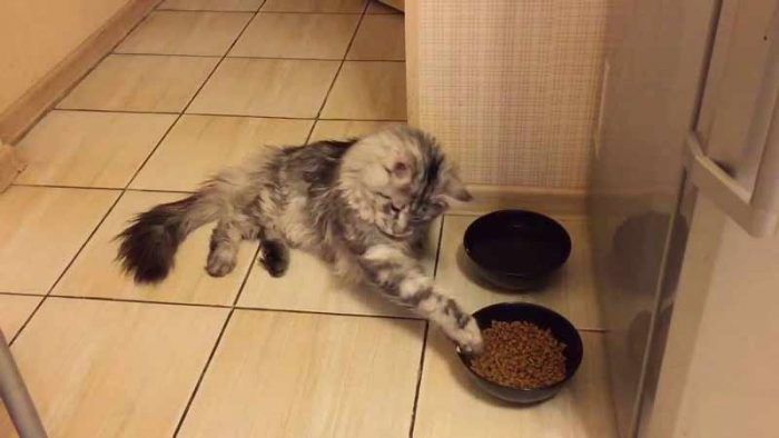 Кот играет с едой