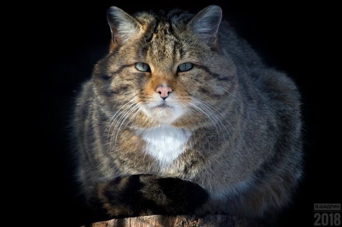 Пушистый лесной кот