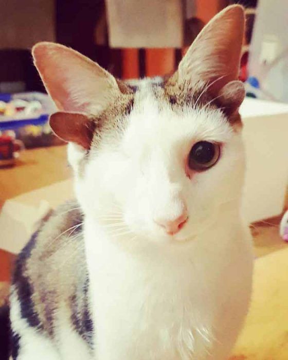 История о том, как котенок с 4 ушами и одним глазом нашел дом