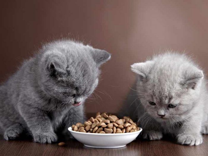 Каким сухим кормом лучше кормить кота?