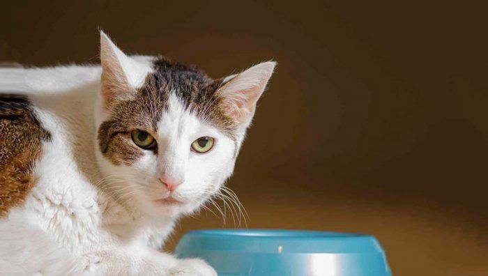Как повысить аппетит у кошки, кота: после болезни и не только