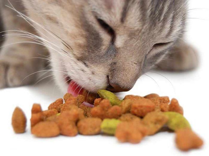 Можно ли кормить кошку только сухим кормом, вред и польза