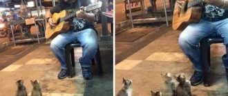 Уличный певец и котята