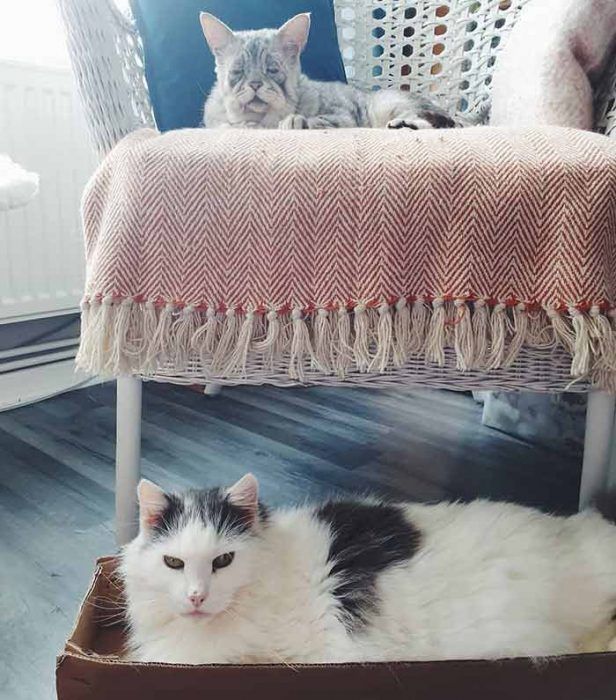Как две ненужные никому кошки нашли новый дом