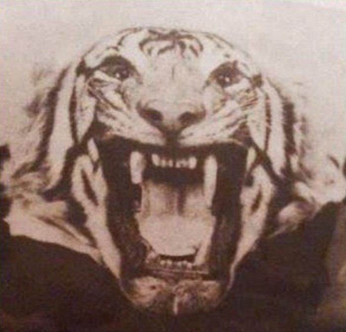 Тигрица людоед