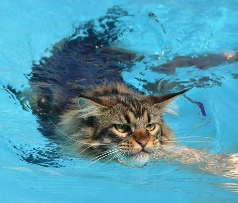 6 порід кішок, які люблять воду, такі і справді є
