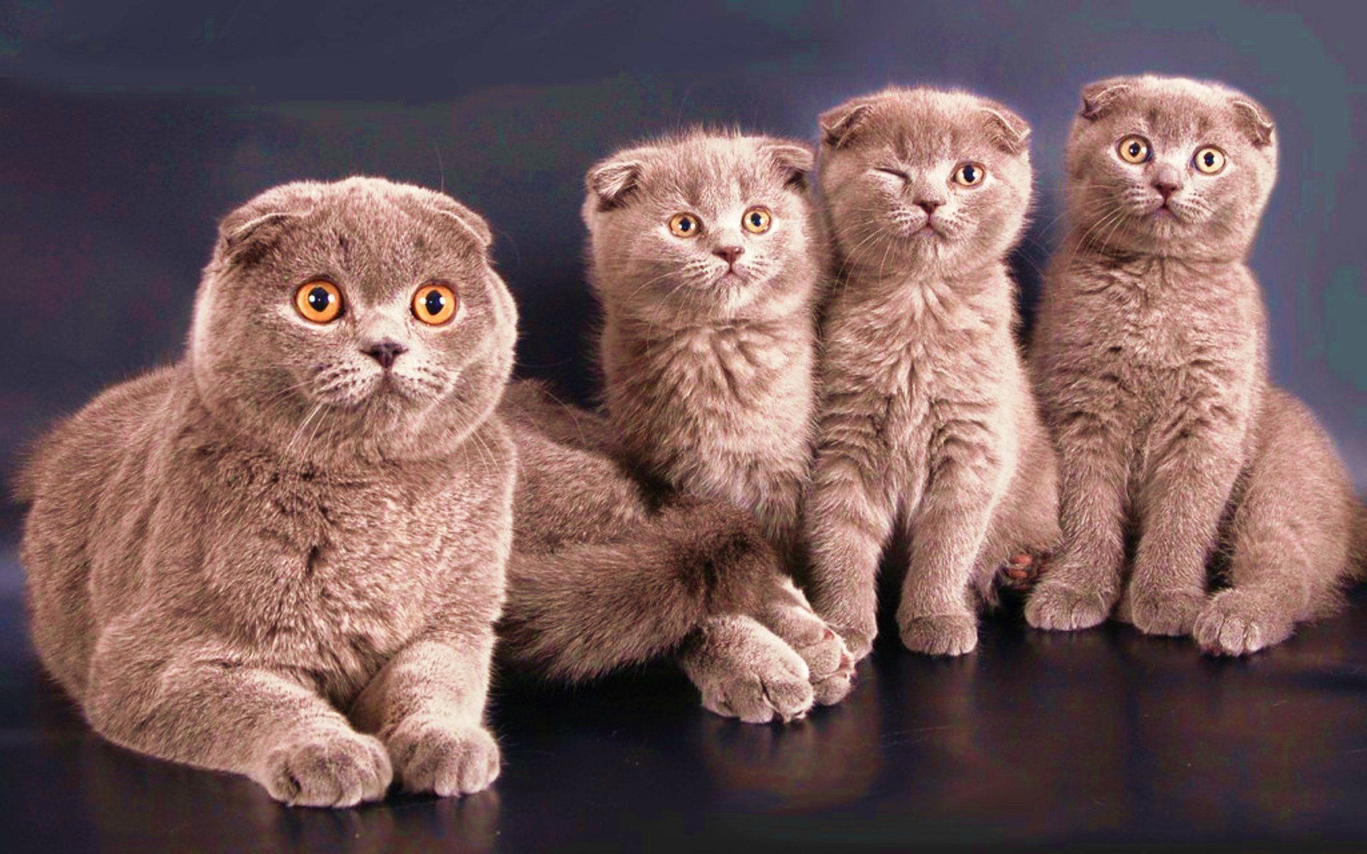 Породы кошек шотландская вислоухая с фотографиями