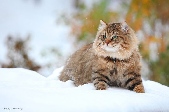 Сибирская лесная кошка