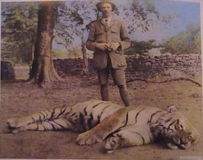 Застреленная тигрица Чампават