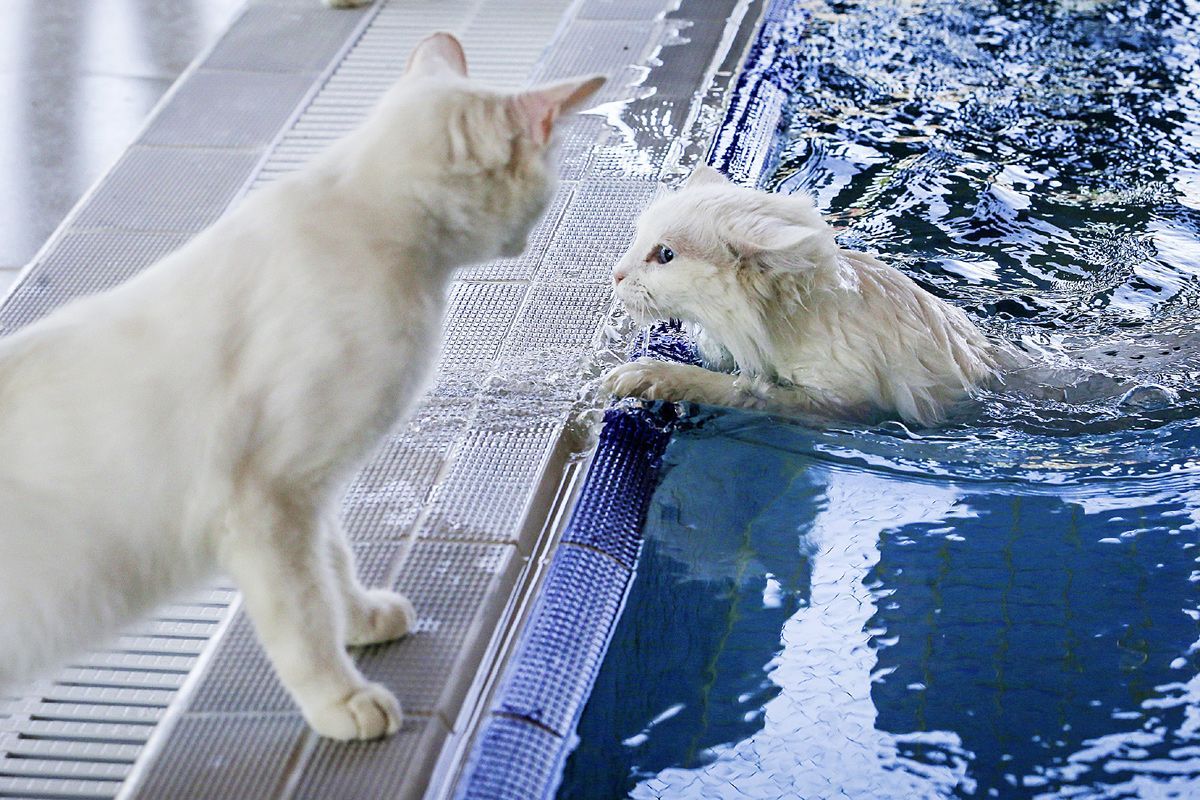 Кошки в озерах. Турецкий Ван кошка. Турецкий Ван плавает. Турецкий Ван купается. Турецкая водяная кошка Ван.
