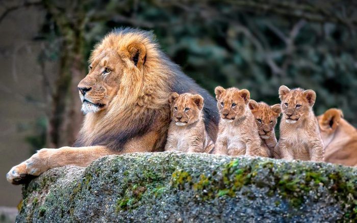 Семья львлв