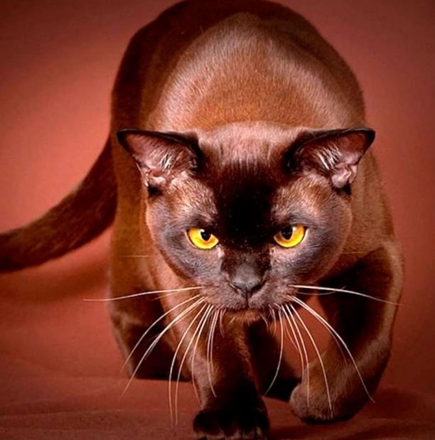Самые шоколадные породы кошек: описание, фото