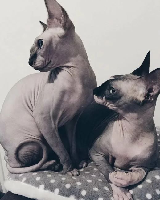 Почему породу кошек сфинкс назвали сфинксами