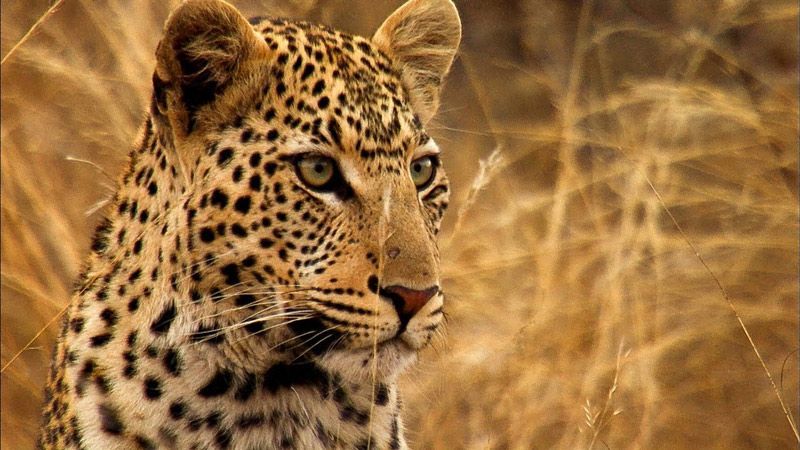 Леопард на воле