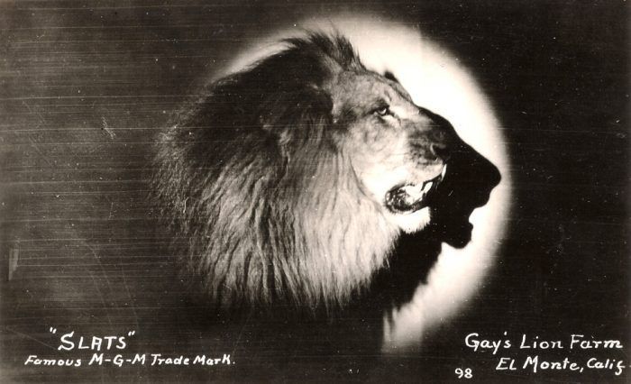 Слатс первый лев MGM