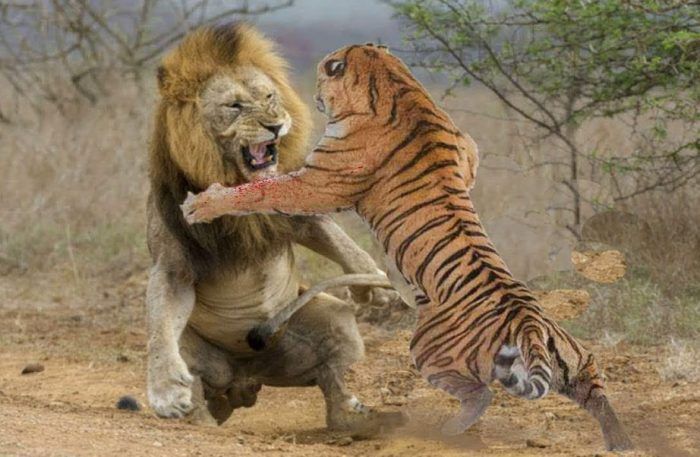 Борьба льва и тигра