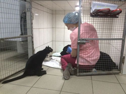 Парализованный кот работает медбратом в клинике для животных