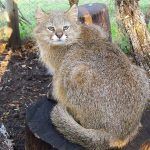 Пампасская кошка возле дерева