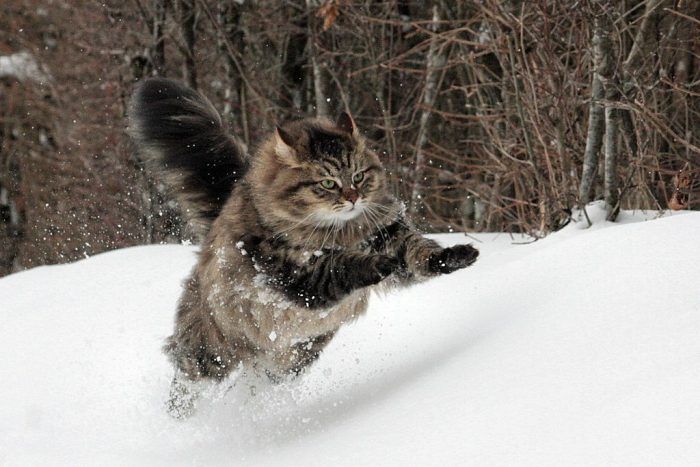 Интересные факты о сибирских кошках, что вы не знали
