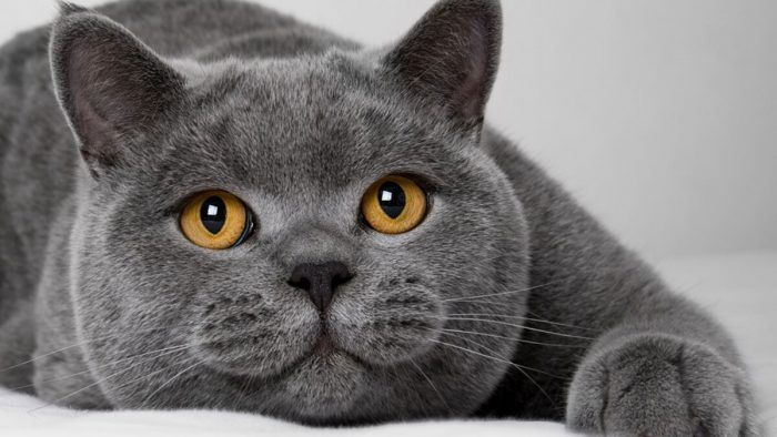 История британской короткошерстной кошки, факты и фото