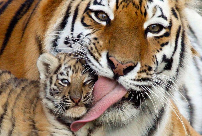 Самка Тигра и ее детеныш