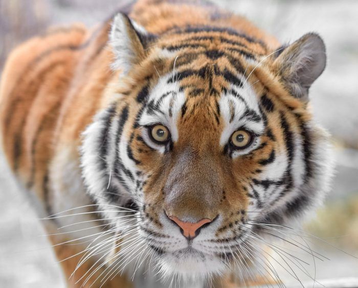 Красивый Тигр