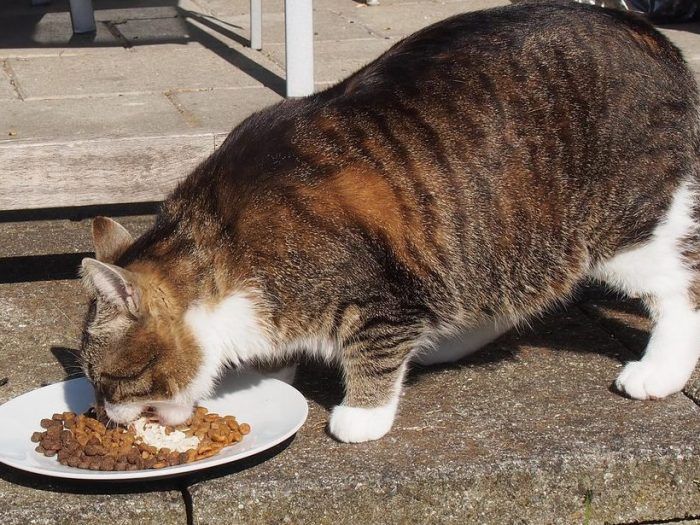 Кошка с ожирением