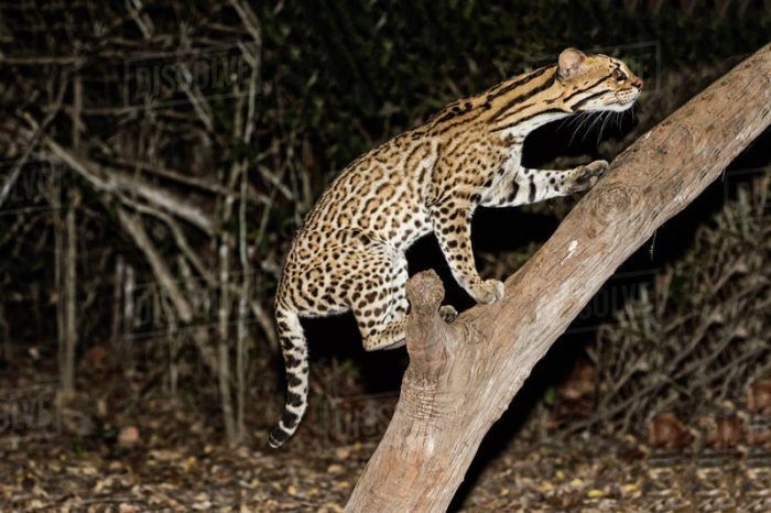 Leopardus Pardalis pardalis