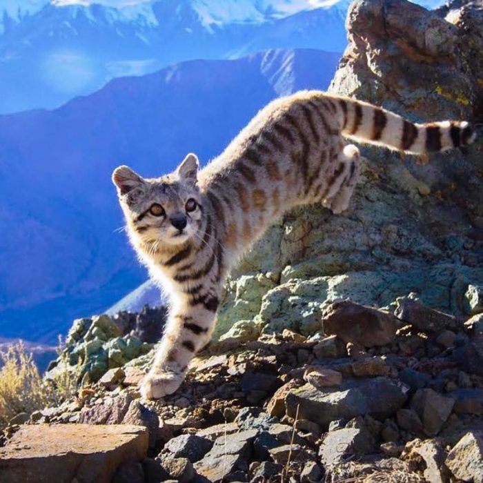 В горах порода кошек thumbnail