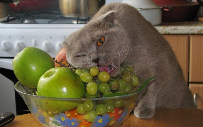 Кот ест виноград