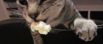Котик ест с вилки