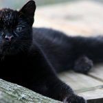 Черная кошка Жоффруа