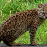 Кот Leopardus guigna guigna