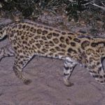 Пятнистый Leopardus guttulus