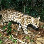 Leopardus guttulus в лесу