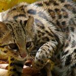 Красивый Leopardus guttulus