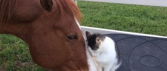 Любовь кошки и лошади