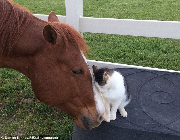 Любовь кошки и лошади