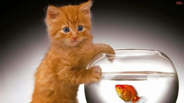 Котик и рыбка