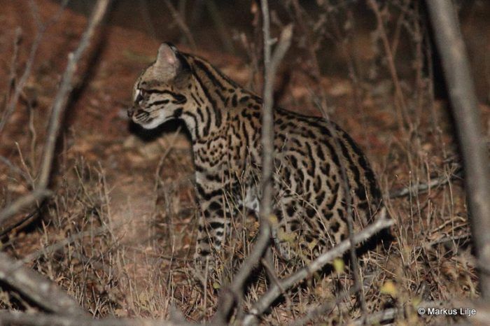 Leopardus Pardalis mitis